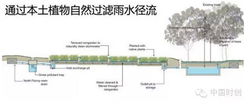 植物自然过滤雨水径流